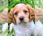 Puppy Dash Brittany