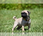 Small #3 Pug
