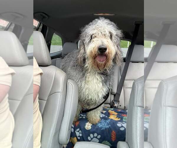 Medium Photo #1 Bernese Mountain Dog-Unknown Mix Puppy For Sale in Martinsburg, WV, USA