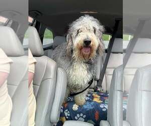 Bernese Mountain Dog-Unknown Mix Dogs for adoption in Martinsburg, WV, USA