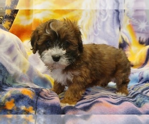 Maltipoo (Toy) Puppy for sale in PEABODY, MA, USA