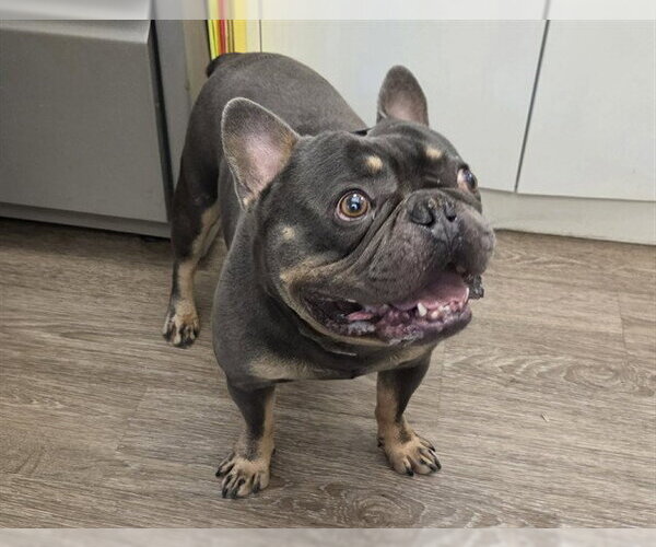 Medium Photo #1 French Bulldog Puppy For Sale in Martinez, CA, USA