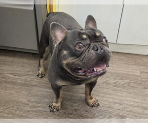 French Bulldog Dogs for adoption in Martinez, CA, USA