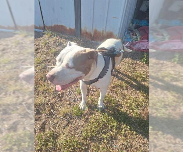 Medium Photo #1 American Staffordshire Terrier Puppy For Sale in San Antonio, TX, USA