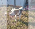 Small American Staffordshire Terrier