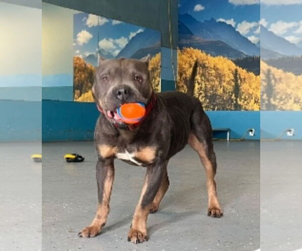 Medium Photo #4 American Pit Bull Terrier-Unknown Mix Puppy For Sale in Sanford, FL, USA