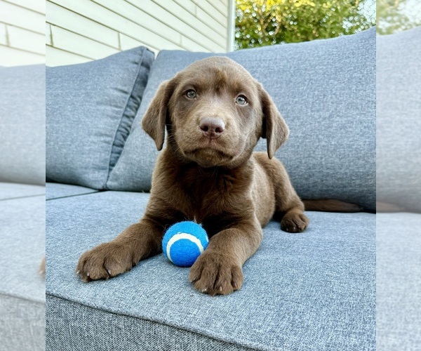 Medium Photo #3 Labrador Retriever Puppy For Sale in GREENFIELD, IN, USA