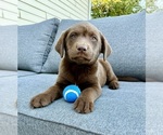 Small #2 Labrador Retriever