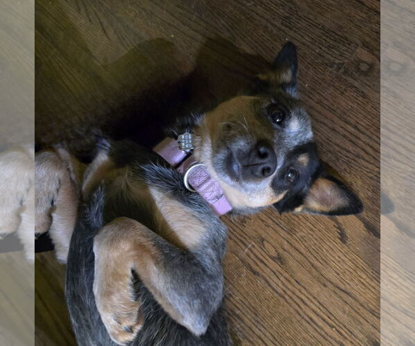 Medium Photo #12 Mutt Puppy For Sale in Fargo, ND, USA