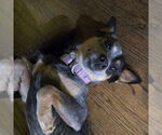 Small #11 Mutt