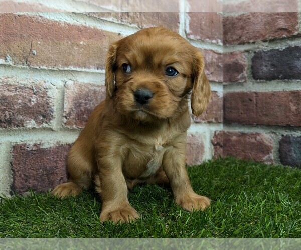 Medium Photo #5 Cavalier King Charles Spaniel Puppy For Sale in MOBERLY, MO, USA