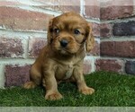 Small #4 Cavalier King Charles Spaniel
