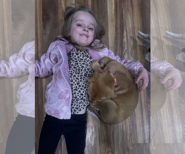 Medium Photo #5 American Pit Bull Terrier-Unknown Mix Puppy For Sale in Sandy, UT, USA