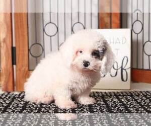 Poodle (Toy) Puppy for sale in NAPLES, FL, USA