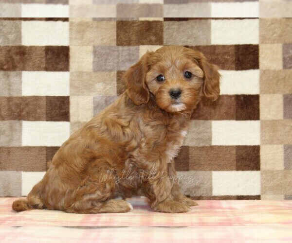 Medium Photo #4 Cavapoo (Miniature) Puppy For Sale in DENVER, PA, USA