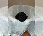Black female - Female Labrador Retriever Puppy for Sale - Photo #6