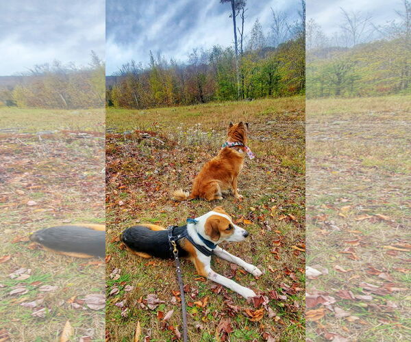 Medium Photo #22 Beagle-Unknown Mix Puppy For Sale in Fultonham, NY, USA