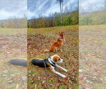 Small #21 Beagle Mix