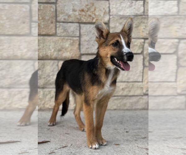 Medium Photo #4 Australian Shepherd-German Shepherd Dog Mix Puppy For Sale in PIPE CREEK, TX, USA