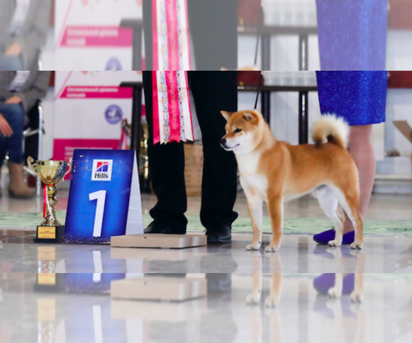 Medium Photo #1 Shiba Inu Puppy For Sale in CATAUMET, MA, USA