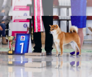 Shiba Inu Puppy for sale in CATAUMET, MA, USA