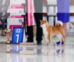 Small Photo #1 Shiba Inu Puppy For Sale in CATAUMET, MA, USA