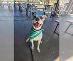 Small #10 Staffordshire Bull Terrier Mix