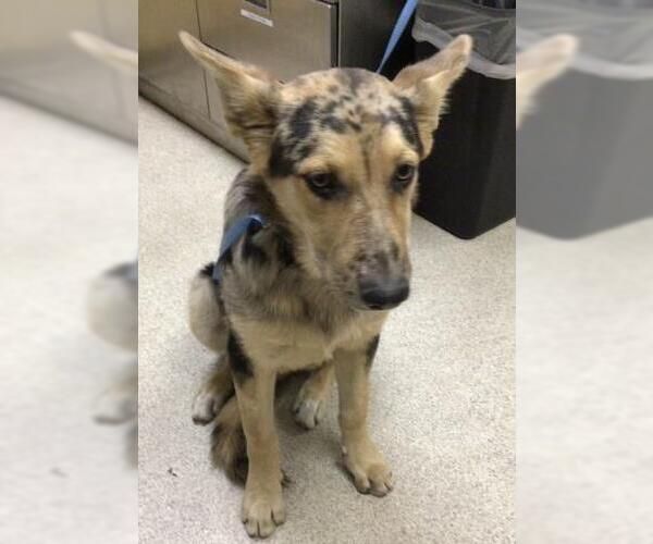 Medium Photo #1 German Shepherd Dog Puppy For Sale in Riverside, CA, USA
