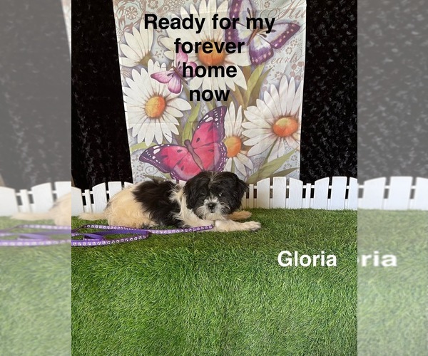 Medium Photo #3 Zuchon Puppy For Sale in MOUNT PLEASANT, MI, USA