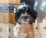 Small #3 Shih Tzu
