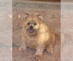 Shih Tzu-Unknown Mix Dogs for adoption in Pottstown, PA, USA