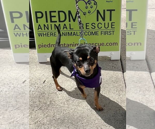 Medium Photo #1 Chipin Puppy For Sale in Mooresville, NC, USA