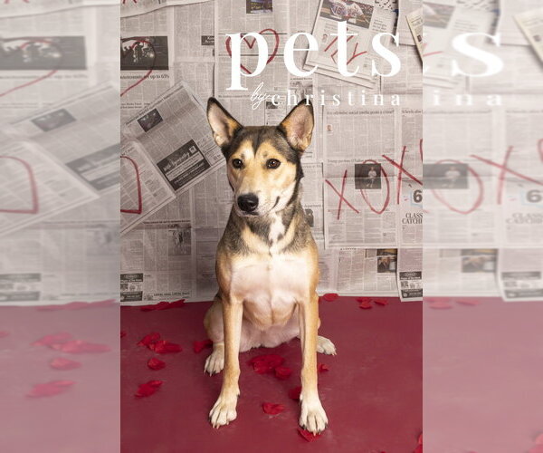 Medium Photo #17 Gerberian Shepsky Puppy For Sale in Foristell, MO, USA