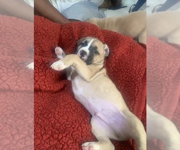 Medium Photo #6 America Bandogge Mastiff-Cane Corso Mix Puppy For Sale in KINGSPORT, TN, USA