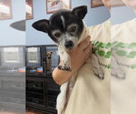 Small #6 Chihuahua Mix