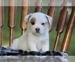 Puppy Pepperoni American Pit Bull Terrier-Australian Shepherd Mix
