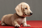 Small Photo #2 Dachshund Puppy For Sale in CROWLEY, TX, USA