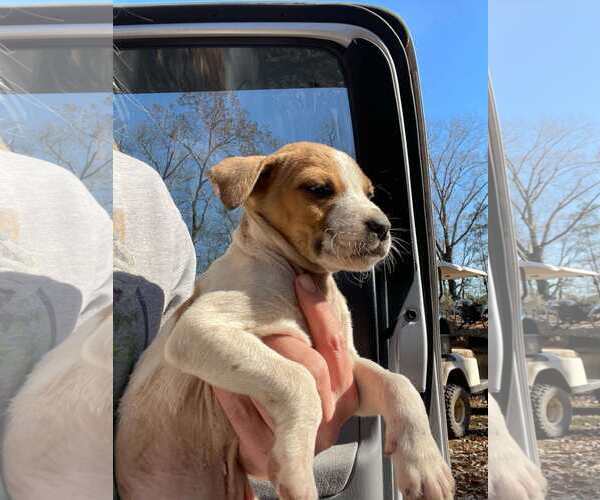 Medium Photo #2 American Pit Bull Terrier-Labrador Retriever Mix Puppy For Sale in SHERBURNE, NY, USA
