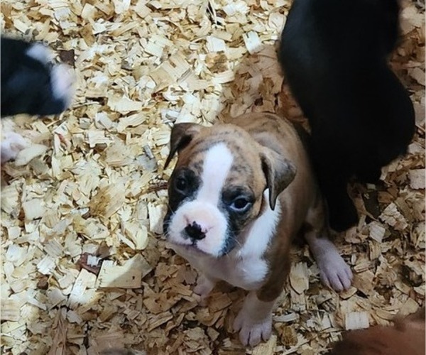 Medium Photo #8 Boxer Puppy For Sale in STAFFORD SPRINGS, CT, USA