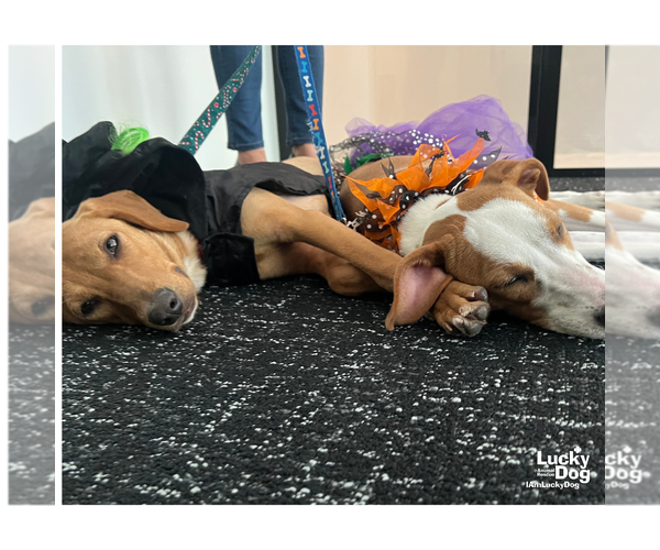 Medium Photo #8 Labrador Retriever-Retriever  Mix Puppy For Sale in Washington, DC, USA