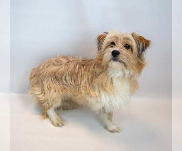 Medium Photo #3 Shih Tzu-Unknown Mix Puppy For Sale in Kennesaw, GA, USA