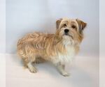 Small #2 Shih Tzu Mix