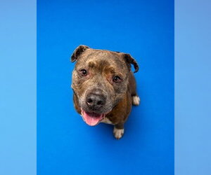Mutt Dogs for adoption in Westminster, MD, USA