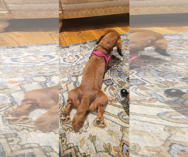 Medium Photo #20 Dachshund Puppy For Sale in Shelbyville, TN, USA