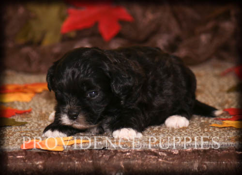 Medium Photo #7 ShihPoo Puppy For Sale in COPPOCK, IA, USA