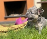 Small #8 French Bulldog