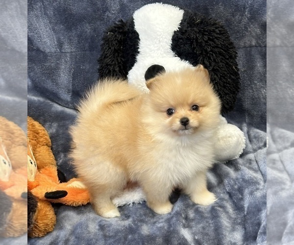 Medium Photo #10 Pomeranian Puppy For Sale in SILEX, MO, USA