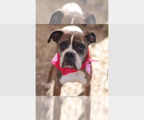 Medium Photo #2 Boxer Puppy For Sale in Austin, TX, USA