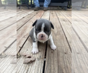 Boston Terrier Puppy for sale in FREDONIA, KS, USA
