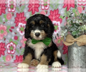 Bernedoodle (Miniature) Puppy for sale in LANCASTER, PA, USA